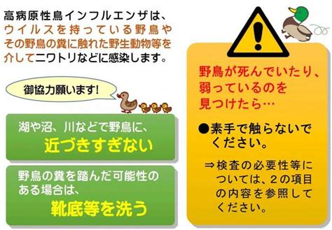 鳥 死|死亡野鳥（野鳥における鳥インフルエンザ）の対応に。